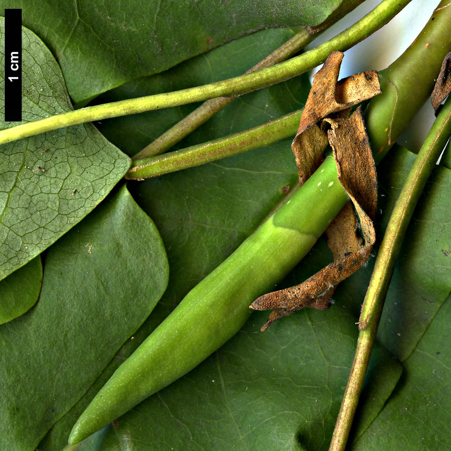 High resolution image: Family: Magnoliaceae - Genus: Magnolia - Taxon: fraseri - SpeciesSub: var. pyramidata